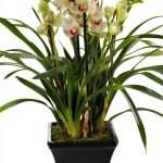 Orchid Care Guide Amazon Kindle eBook with 9 Pages of Expert Tips-0
