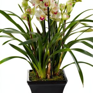 Orchid Care Guide Amazon Kindle eBook with 9 Pages of Expert Tips-0