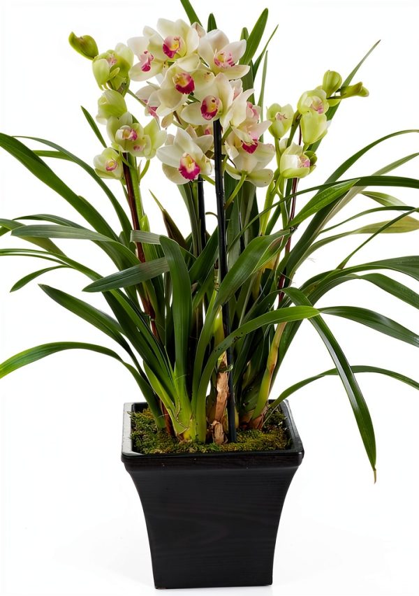 Orchid Care Guide Amazon Kindle eBook with 9 Pages of Expert Tips-0
